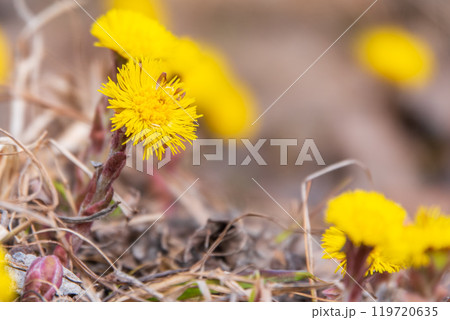 The spring primroses. The bright yellow flowers of coltsfoot in the sunshine. 119720635