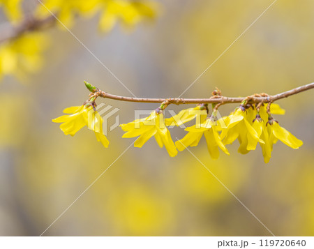 Forsythia. Blooming forsythia bush. Yellow flower on a branch of forsythia. 119720640