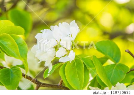 White blossoming apple trees in the sunset light. Spring season, spring colors. 119720653
