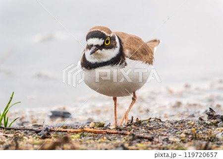 Little ringed plover (Charadrius dubius), bird standing on the lake shore 119720657
