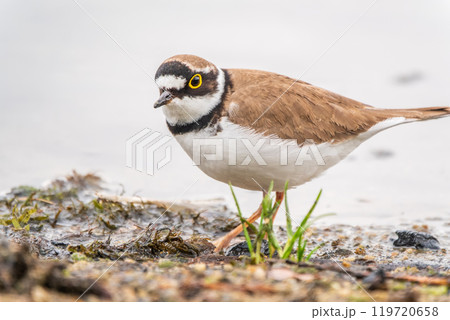 Little ringed plover (Charadrius dubius), bird standing on the lake shore 119720658