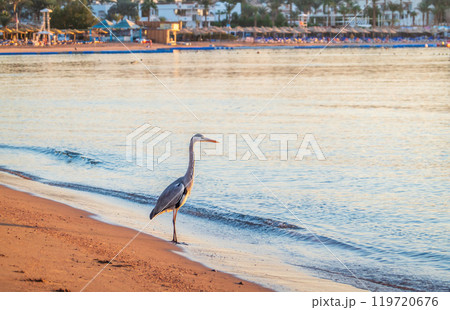 Gray heron fishing on the beach of the Red Sea. Naama Bay beach, Sharm El Sheikh, Egypt 119720676