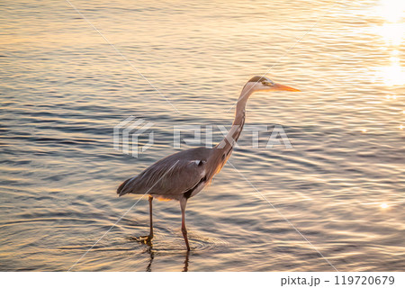 A heron hunting in the sea. Grey heron on the hunt A heron hunting in the sea. Grey heron on the hunt 119720679
