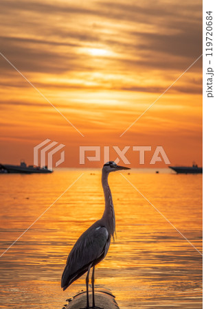 A heron hunting in the sea in the sunset or sunrise light A heron hunting in the sea in the sunset or sunrise light 119720684