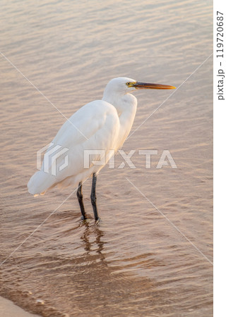 Great egret (Ardea alba), a medium-sized white heron fishing on the sea beach 119720687