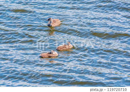 The waterfowl bird, great crested grebe with chick, swimming in the lake. 119720710