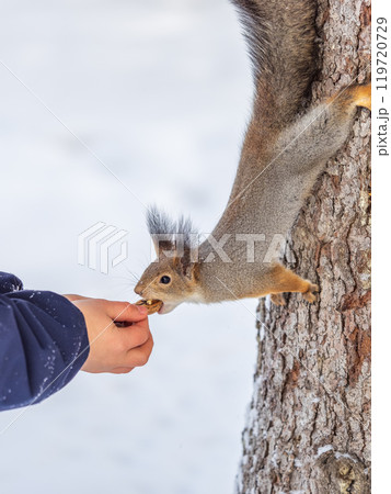 Squirrel eats nuts from a man's hand. Caring for animals in winter or autumn. 119720729