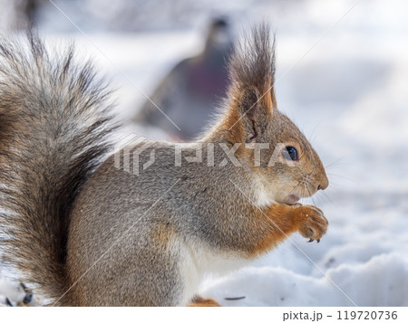 The squirrel in winter sits on white snow. 119720736