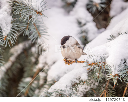 Cute bird the willow tit, song bird sitting on the fir branch with snow in winter 119720748