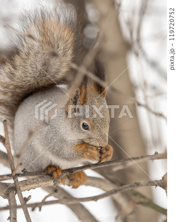 The squirrel with nut sits on tree in the winter or late autumn 119720752