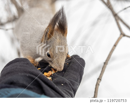 Squirrel eats nuts from a man's hand. Caring for animals in winter or autumn. 119720753