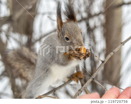 The squirrel with nut sits on tree in the winter or late autumn The squirrel with nut sits on tree in the winter or late autumn 119720756