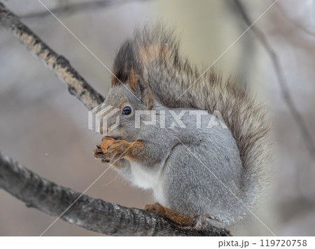 The squirrel with nut sits on tree in the winter or late autumn 119720758