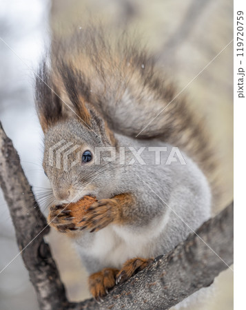The squirrel with nut sits on tree in the winter or late autumn 119720759
