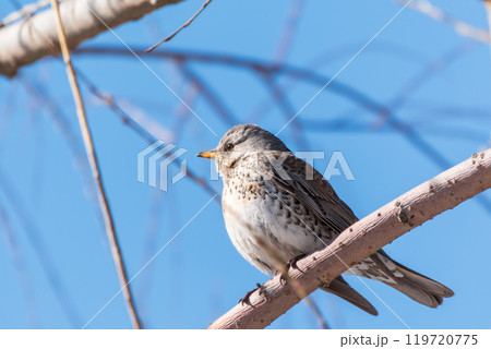 Fieldfare is sitting on branch in winter or autumn on blue sky background. 119720775