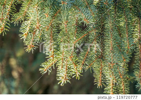 Fir branch with needles in the sunset light Fir branch with needles in the sunset light 119720777