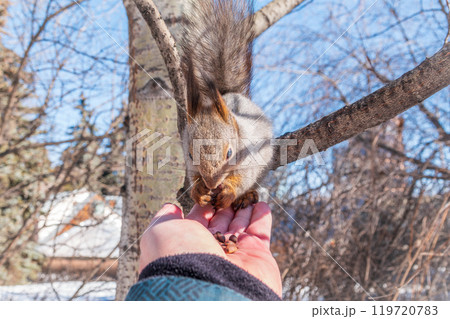 Squirrel eats nuts from a man's hand. Caring for animals in winter or autumn. Squirrel eats nuts from a man's hand. Caring for animals in winter or autumn. 119720783