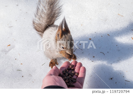 Squirrel eats nuts from a man's hand. Caring for animals in winter or autumn. Squirrel eats nuts from a man's hand. Caring for animals in winter or autumn. 119720794