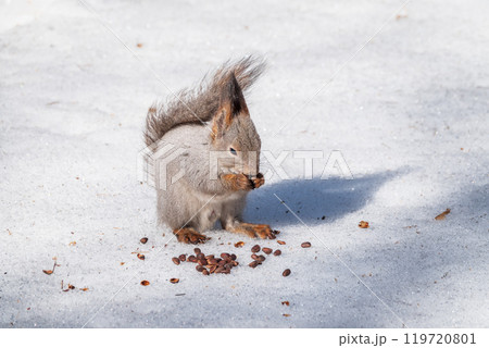 The squirrel in winter sits on white snow. 119720801