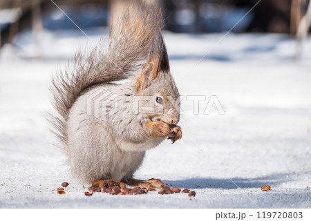 The squirrel in winter sits on white snow. 119720803
