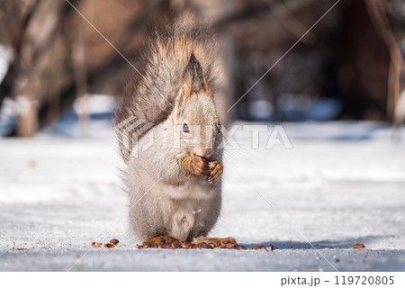 The squirrel in winter sits on white snow. 119720805
