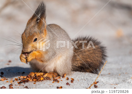 The squirrel in winter sits on white snow. The squirrel in winter sits on white snow. 119720826