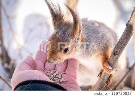 Squirrel eats nuts from a man's hand. Caring for animals in winter or autumn. 119720837
