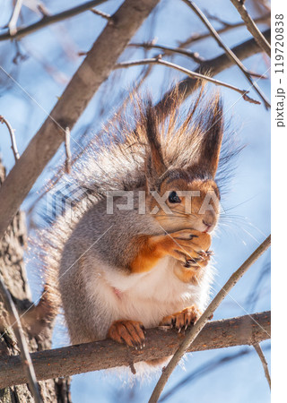The squirrel with nut sits on tree in the winter or late autumn The squirrel with nut sits on tree in the winter or late autumn 119720838