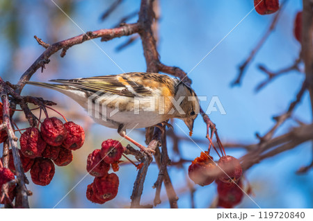 Brambling (Fringilla montifringilla) feeds on apples in winter. 119720840