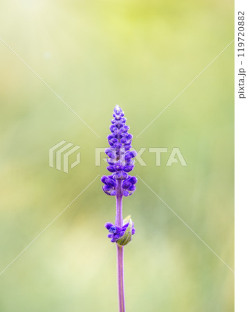 Blue Salvia farinacea flowers, or Mealy Cup Sage on green background, close-up. 119720882
