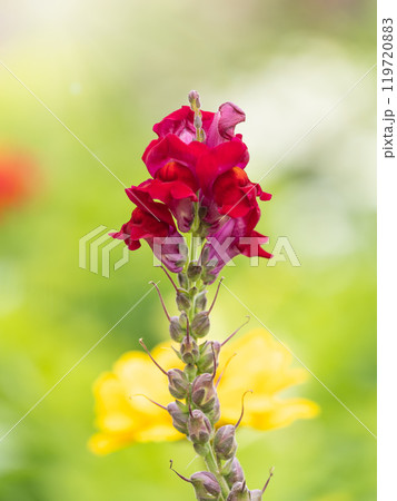 Pink flowers in the garden called Snapdragon or Antirrhinum majus or Bunny rabbits. 119720883