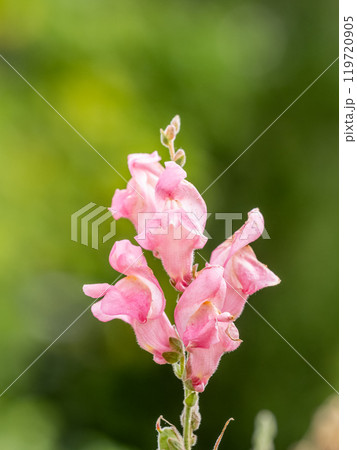 Pink flowers in the garden called Snapdragon or Antirrhinum majus or Bunny rabbits. Pink flowers in the garden called Snapdragon or Antirrhinum majus or Bunny rabbits. 119720905