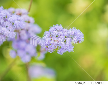 Close-up of small, purple flowers, Ageratum Houstonianum, also know as Floss flower, Pussy Foot, or Blue mink. 119720906