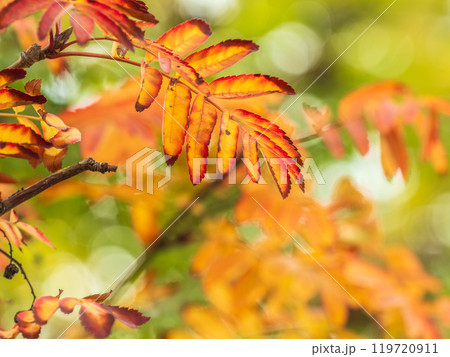 Rowan branches with yellow leaves in the autumn park. Rowan branches with yellow leaves in the autumn park. 119720911