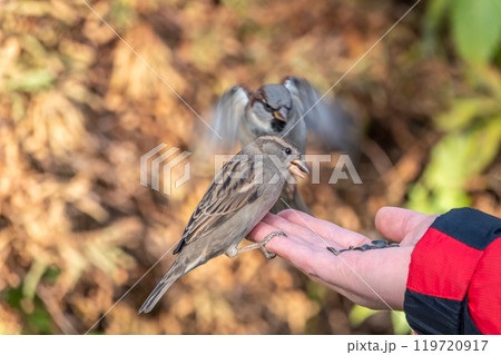 Sparrow eats seeds from a man's hand Sparrow eats seeds from a man's hand 119720917
