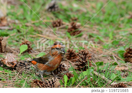 松ぼっくりの前に立つ春のイスカ 119721085