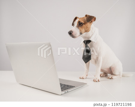 Jack Russell Terrier dog in a tie working on a laptop on a white background. Jack Russell Terrier dog in a tie working on a laptop on a white background. 119721198