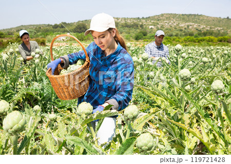 Woman gathering artichokes while working on plantation Woman gathering artichokes while working on plantation 119721428