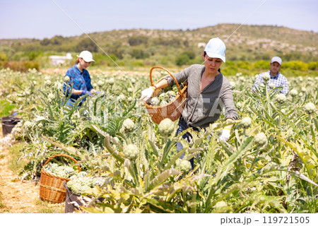 Asian woman plantation worker picking artichokes on vegetable field 119721505