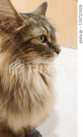 何かを見つめる猫の横顔 何かを見つめる猫の横顔 119722426