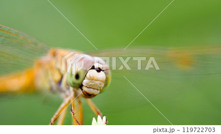 Red Dragonfly on Leaf with Green Background - Macro Close-up Photography 119722703