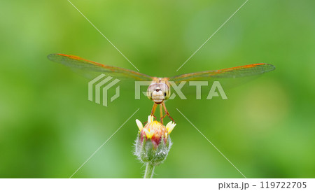 Red Dragonfly on Leaf with Green Background - Macro Close-up Photography 119722705