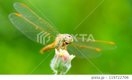 Red Dragonfly on Leaf with Green Background - Macro Close-up Photography 119722706
