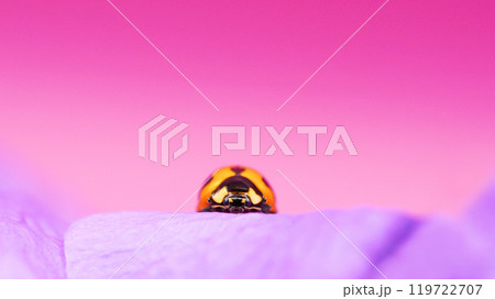 Ladybug on Purple Flower with Water Droplets - Macro Photography 119722707