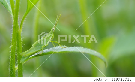 Green Grasshopper Close-up - Macro Photography on Leafy Background Green Grasshopper Close-up - Macro Photography on Leafy Background 119722716