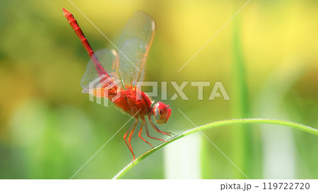 Red Dragonfly on Leaf with Green Background - Macro Close-up Photography 119722720
