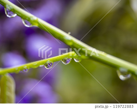 雨上がりの水滴 雨上がりの水滴 119722883