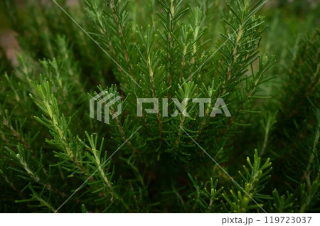ローズマリー 119723037