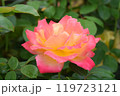 京成バラ園でグラデーションの見事なバラ 119723121
