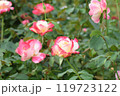 赤い縁取りが可愛い秋バラ　京成バラ園にて 119723122